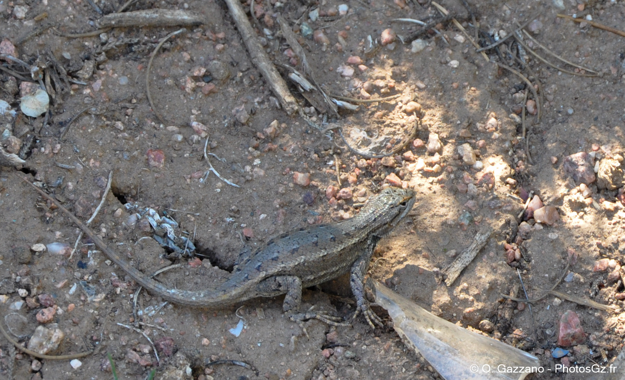 Lézard américain / Santa Fé