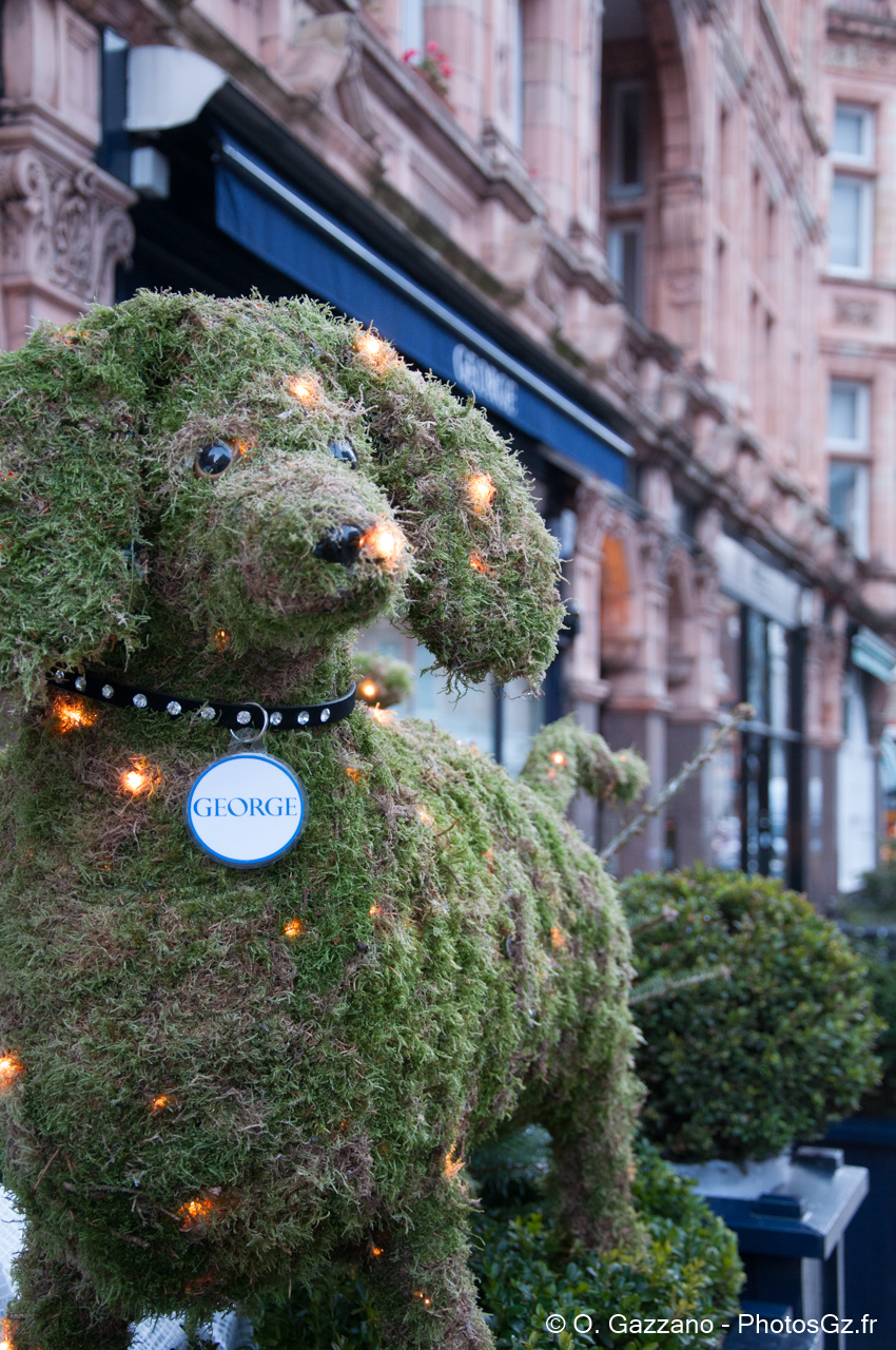 Chien en herbe / Londres