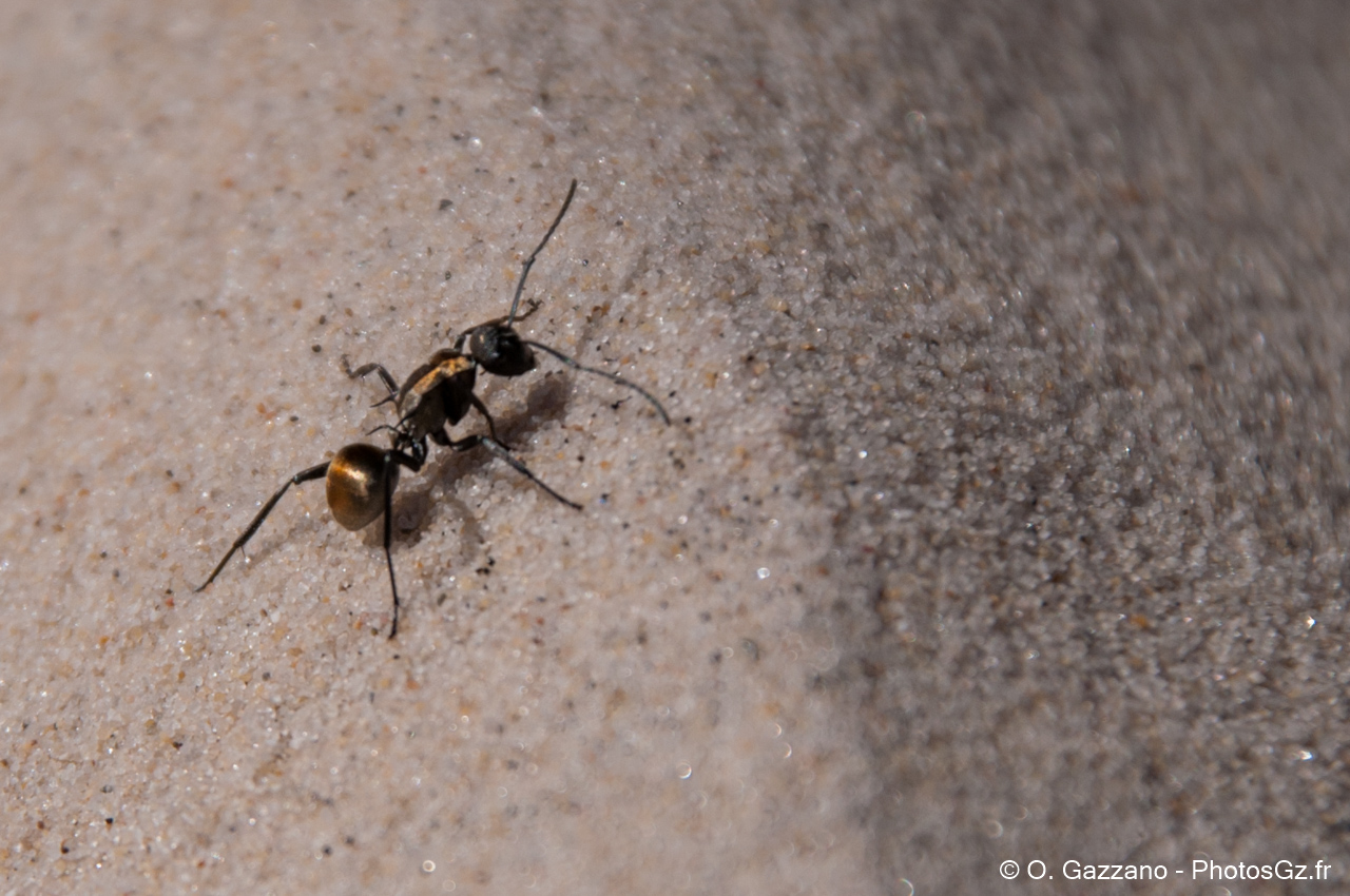 Fourmi dorée / Moreton Island, Australie