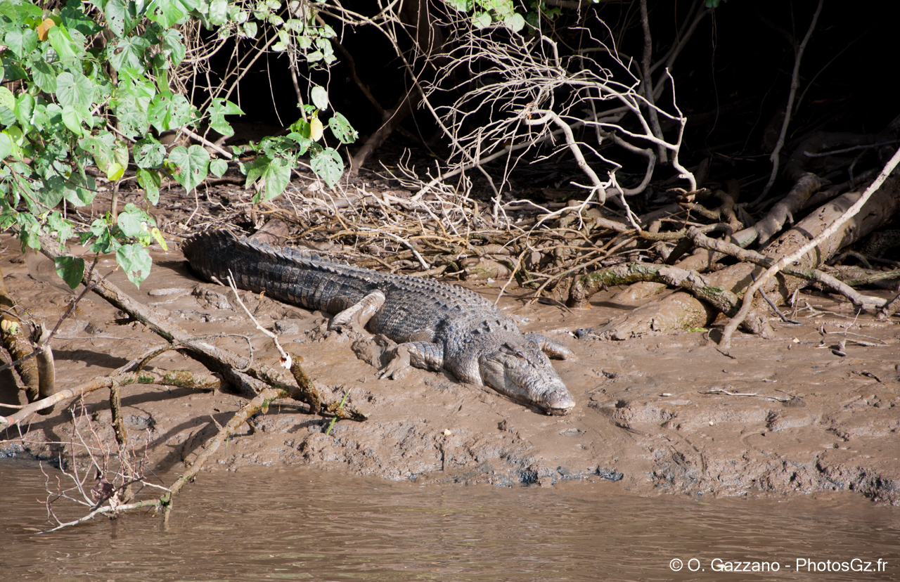 Crocodile sauvage dans la forêt tropicale de Cairns