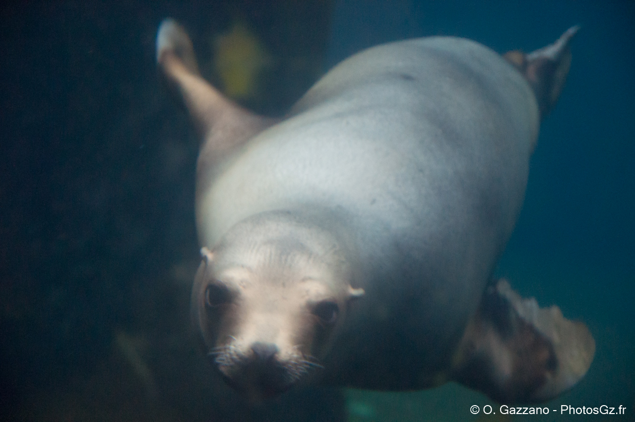 Lion des mers - Zoo de Washington