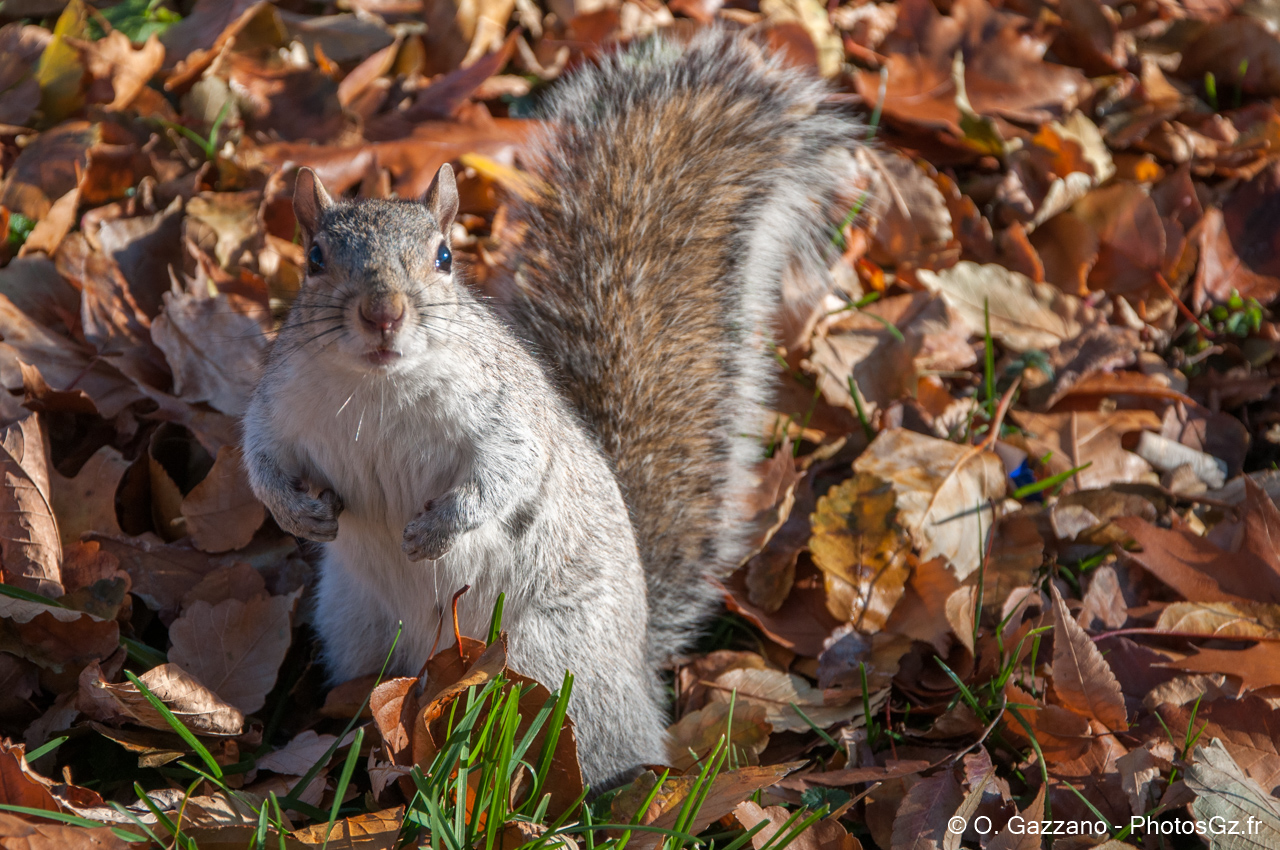 Ecureil de Washignton