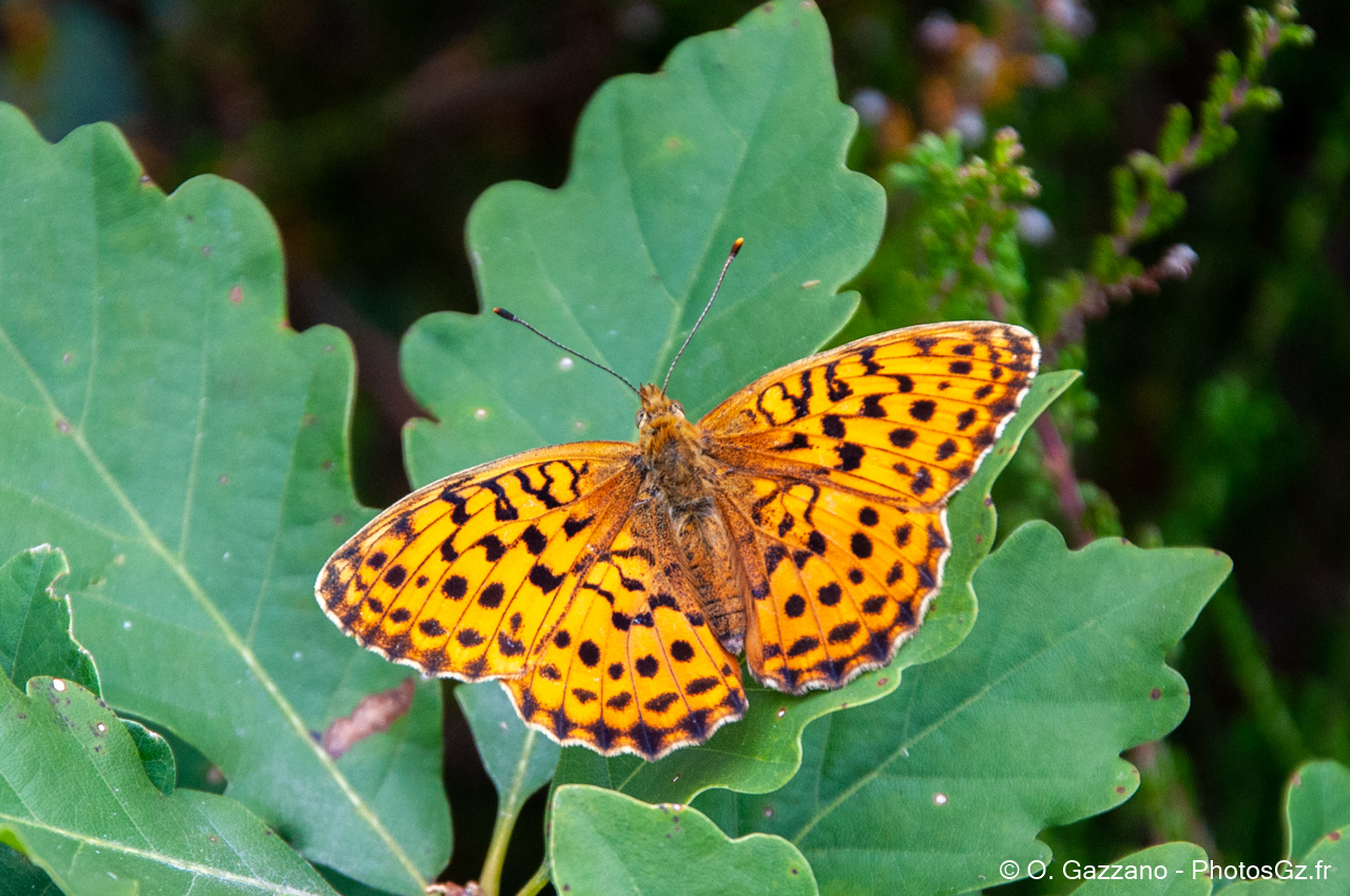Papillon dans la forêt de Rambouillet