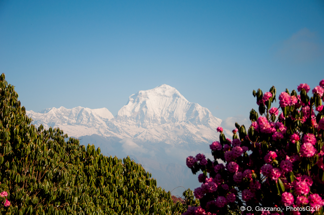 Rhododendron, male et femelle / Népal