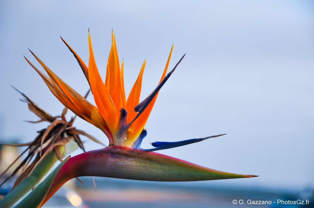Oiseau de paradis / Los Angeles