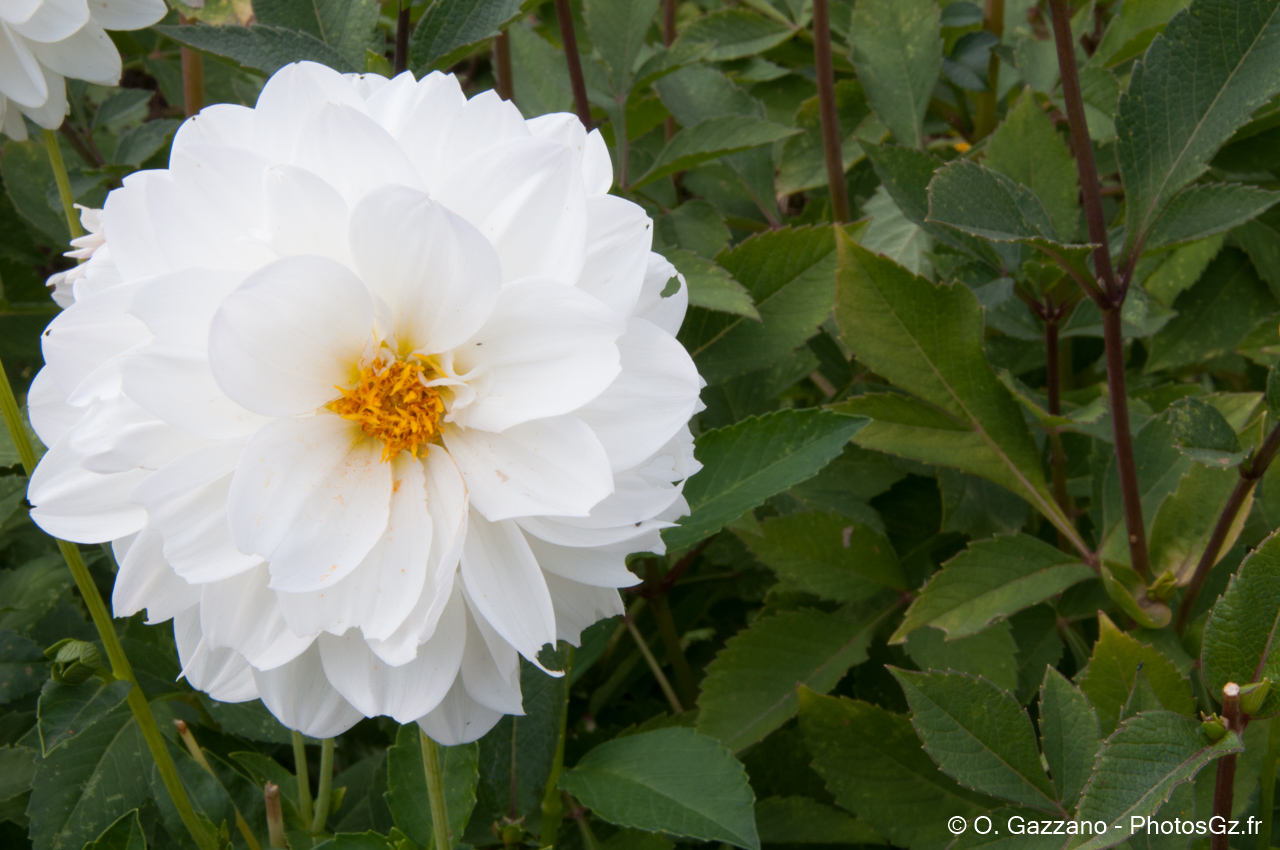 Fleur de Fontainebleau