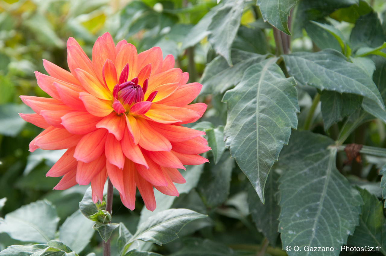 Fleur du Jardin des Plantes / Paris