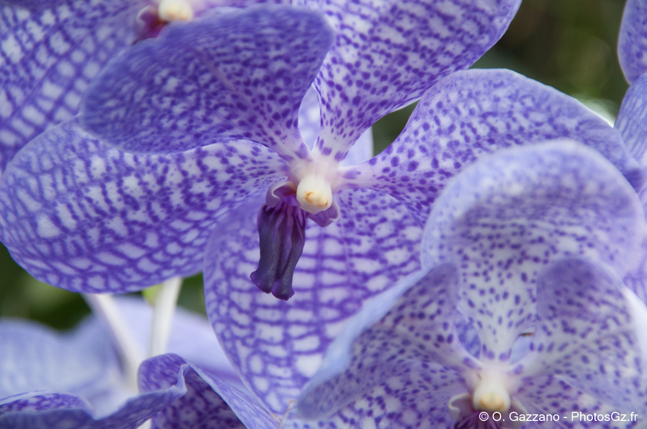 Orchidées bleues - Jardin botanique de Washington DC