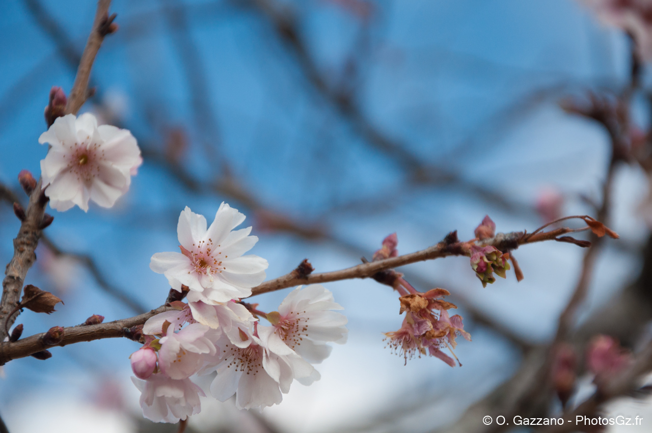 Fleurs de cerisier en Décembre - Washington DC