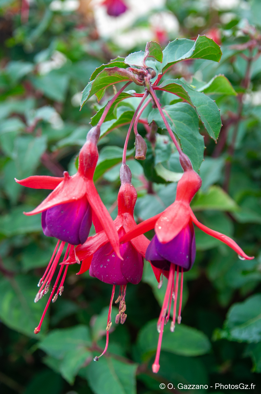 Exmouth (Angleterre)