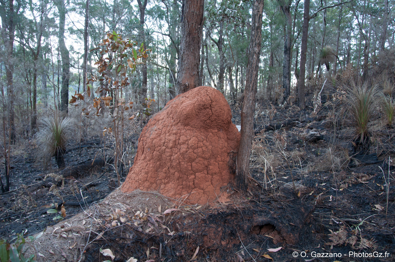 Fourmilière géante / Queensland