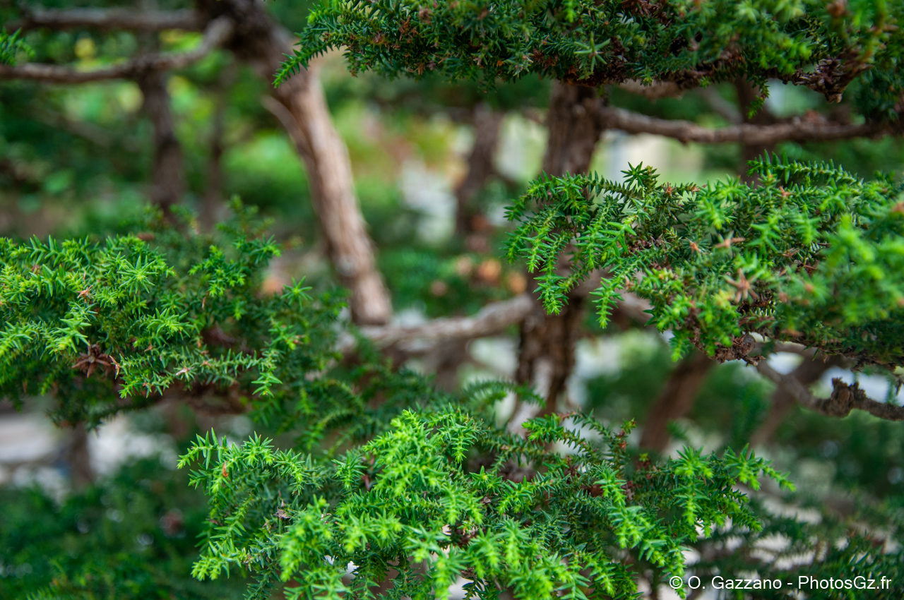 Bonsaï - Domaine départemental de la Vallée-aux-Loups