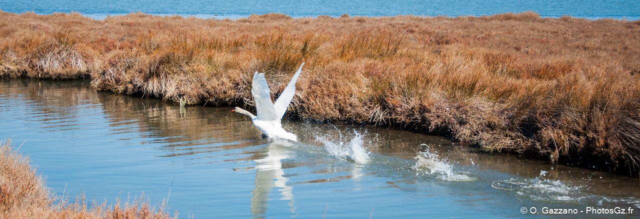 Cygne au décollage ! / Port Saint Louis du Rhône