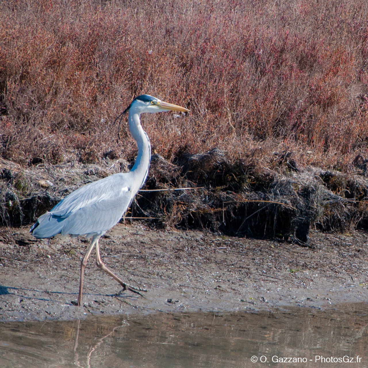 Héron Cendré / Port Saint Louis du Rhône