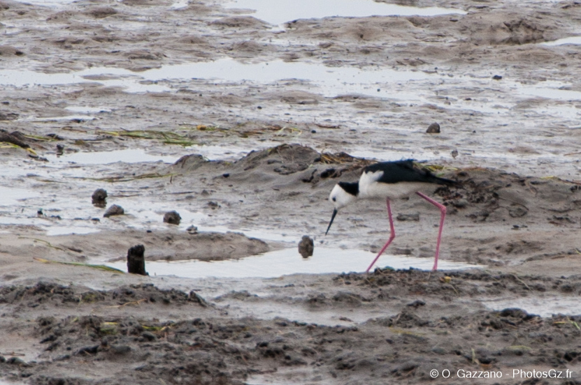 Oiseau à marais basse / Environs de Brisbane
