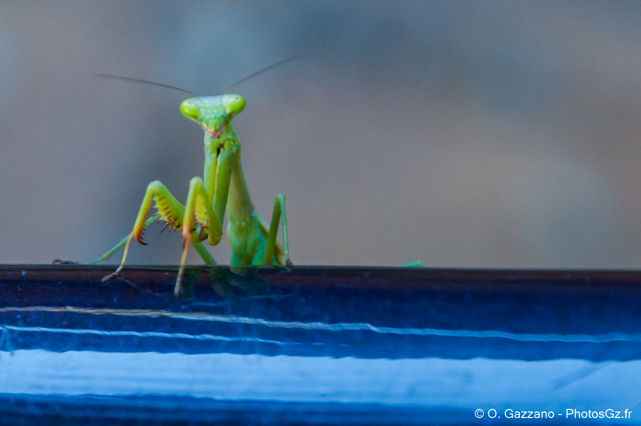 Mante religieuse americaine! - Gaithersburg MD