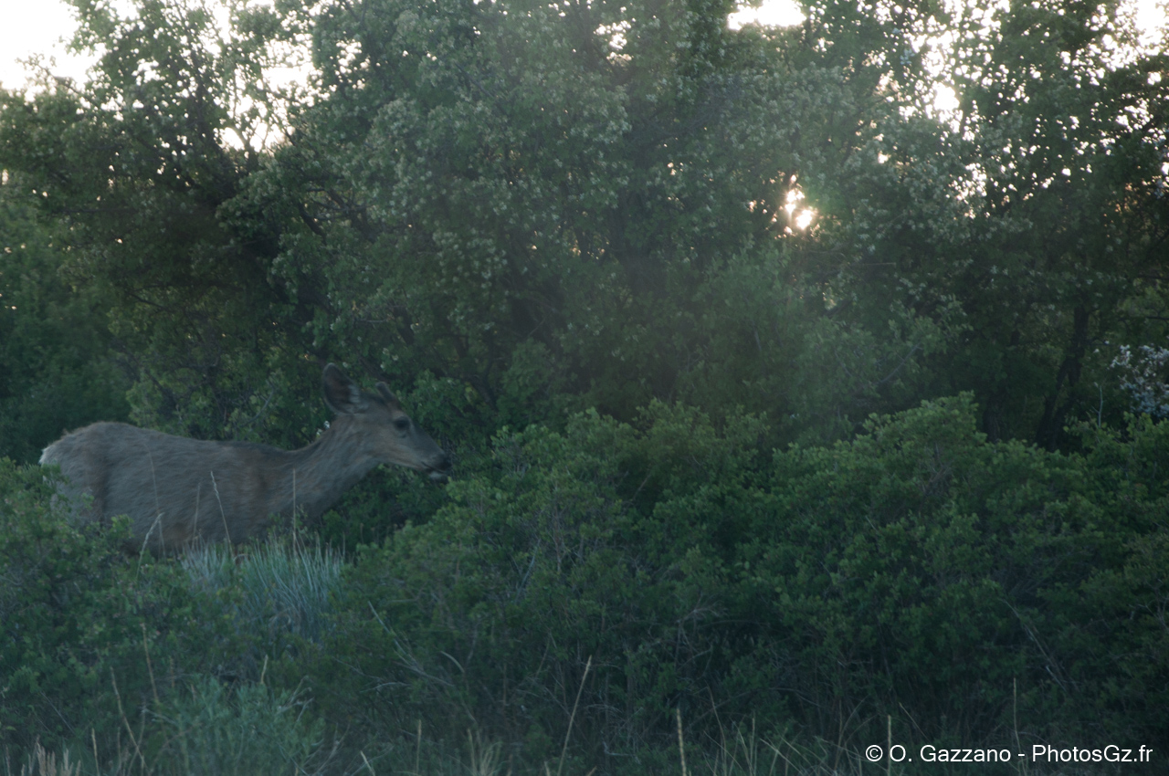 Bambi sauvage ! Mesa Verde, Etats-Unis