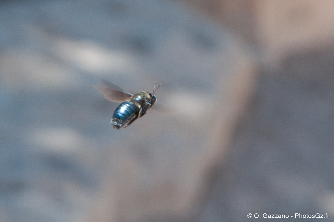 En plein vol ! / Grand Canyon, Etats-Unis