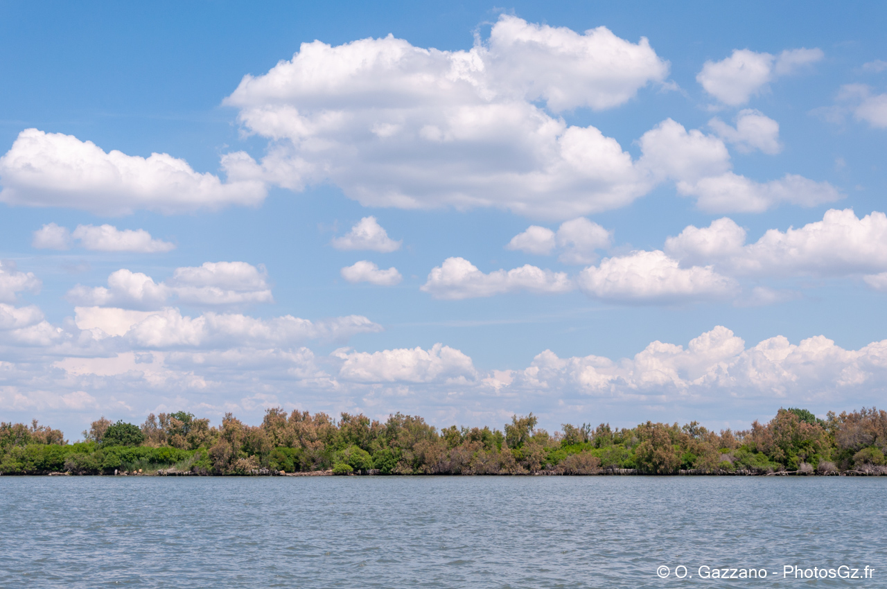 Camargue vue du Rhône