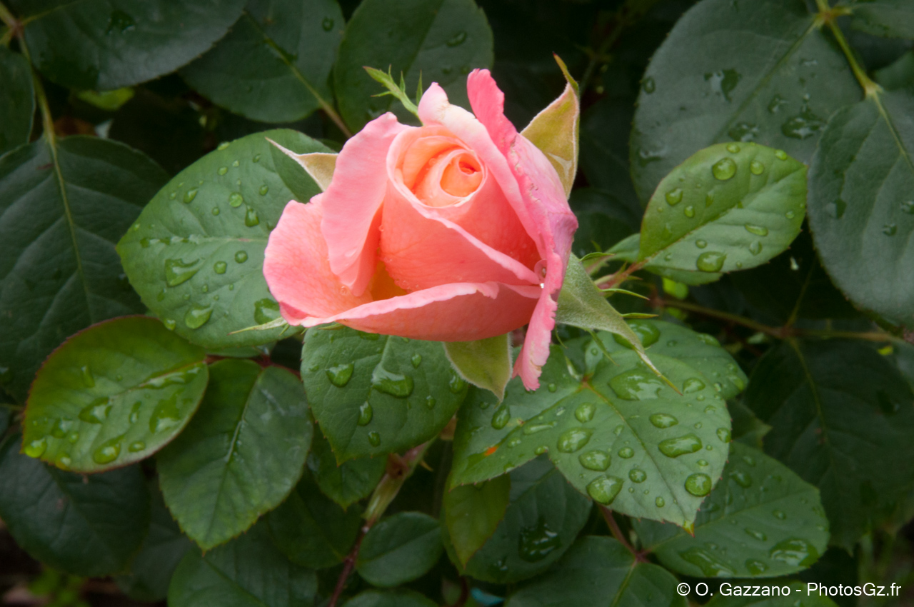 Rose Parisienne