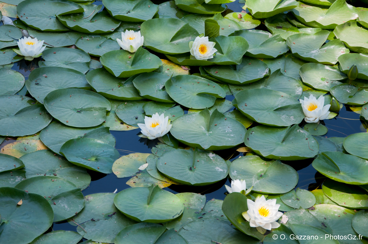 Pavillon Hyangwonjeong - palais de Gyeongbokgung - Seoul