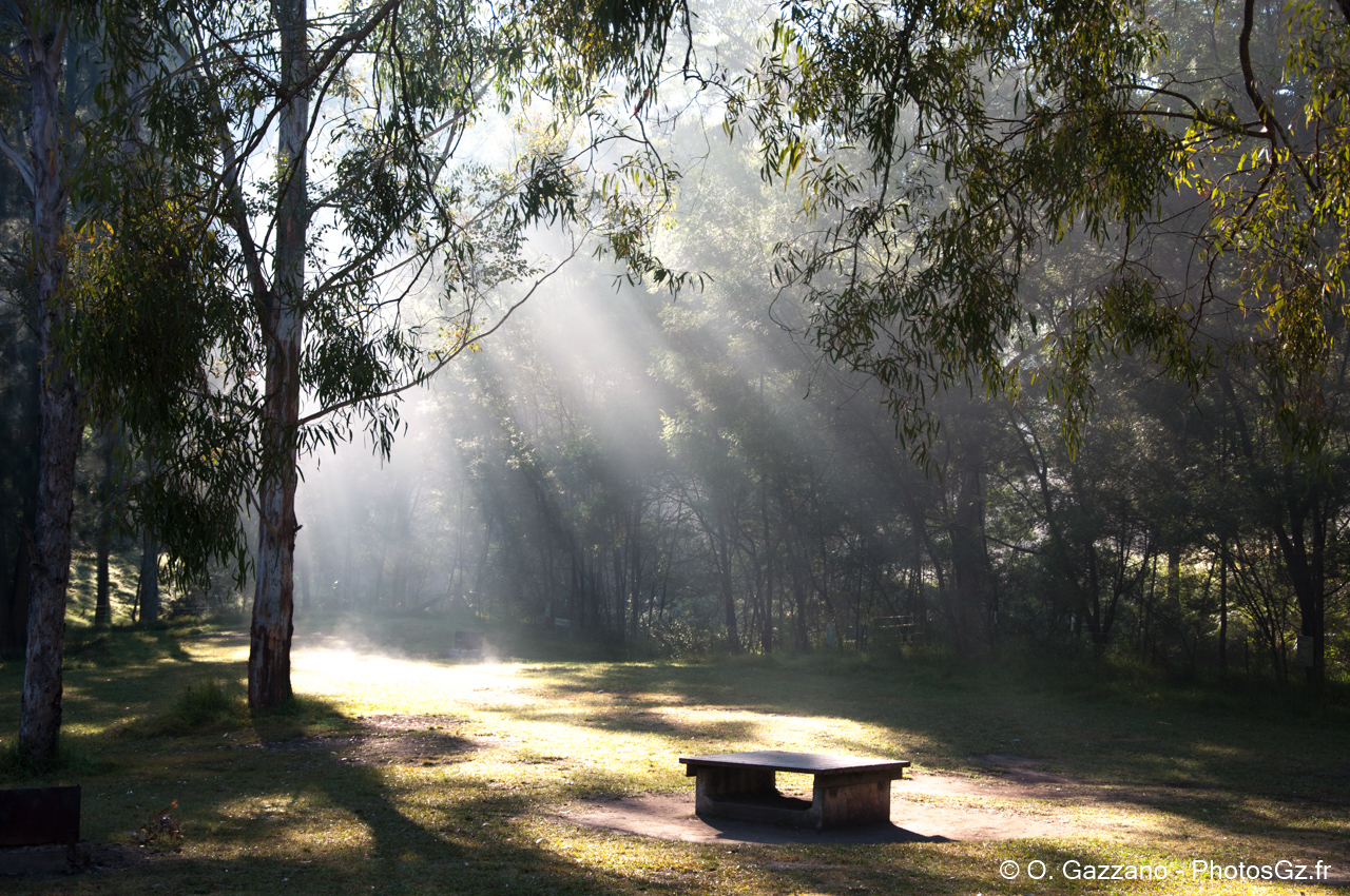 Morning in the Blue Montains