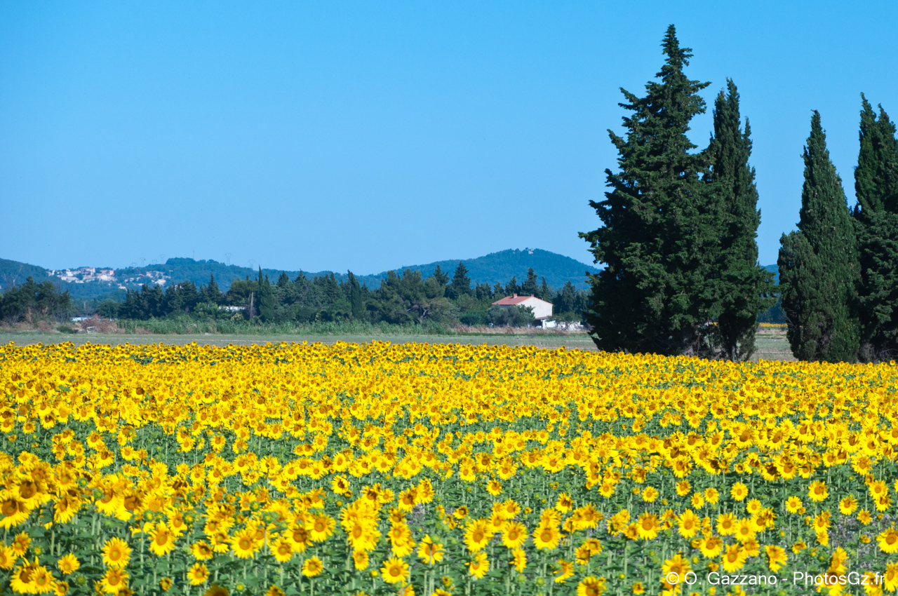 Tournesols de Provence