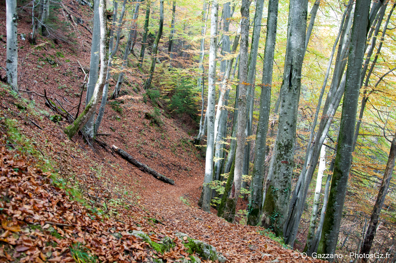 Foret Autrichienne en automne