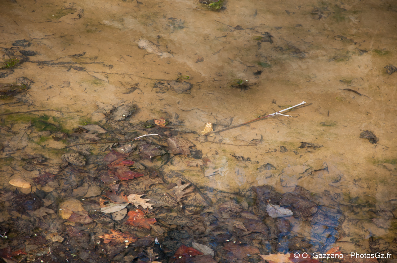 Feuilles au fond de l