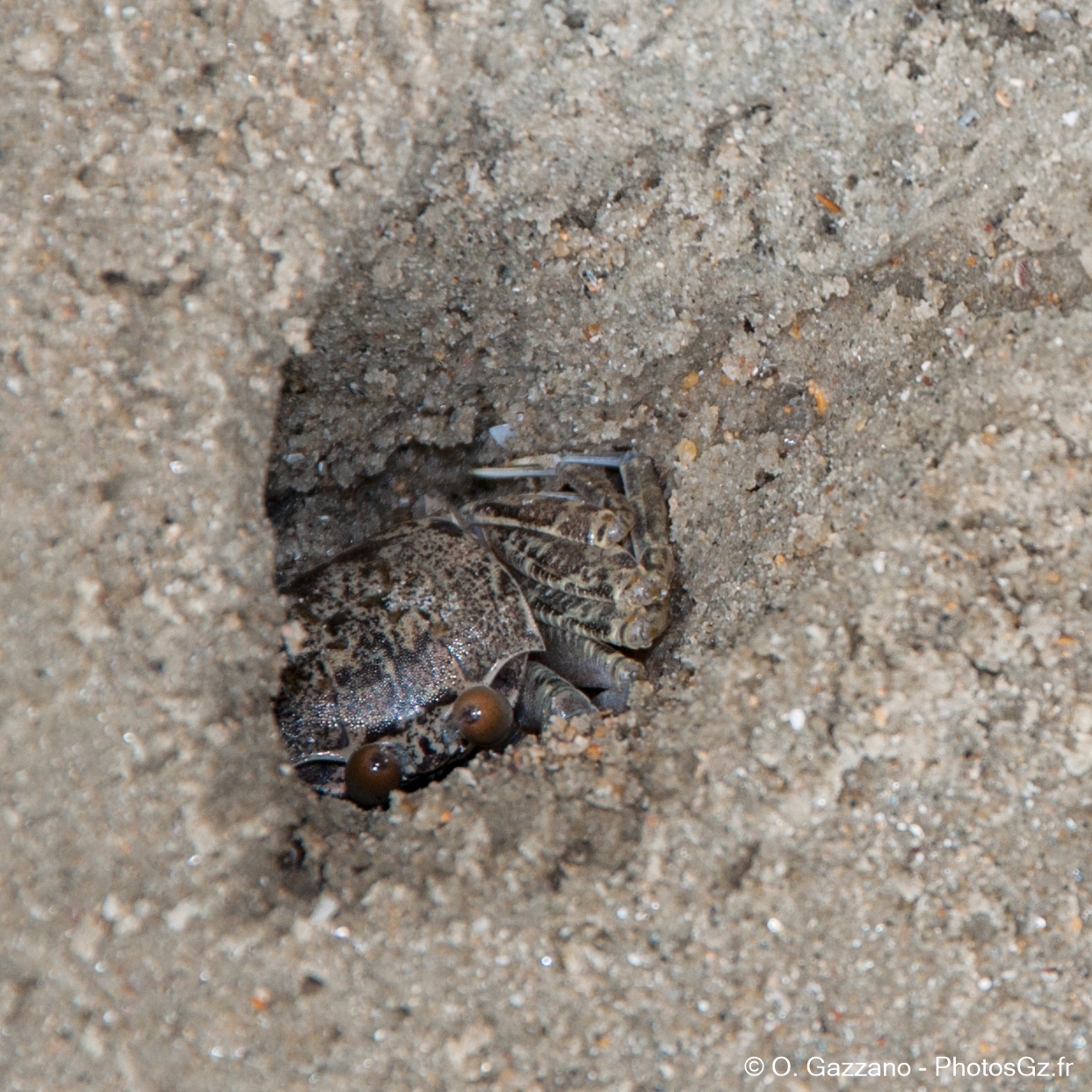 Crabe sur la plage au bord de la forêt tropicale de Cairns