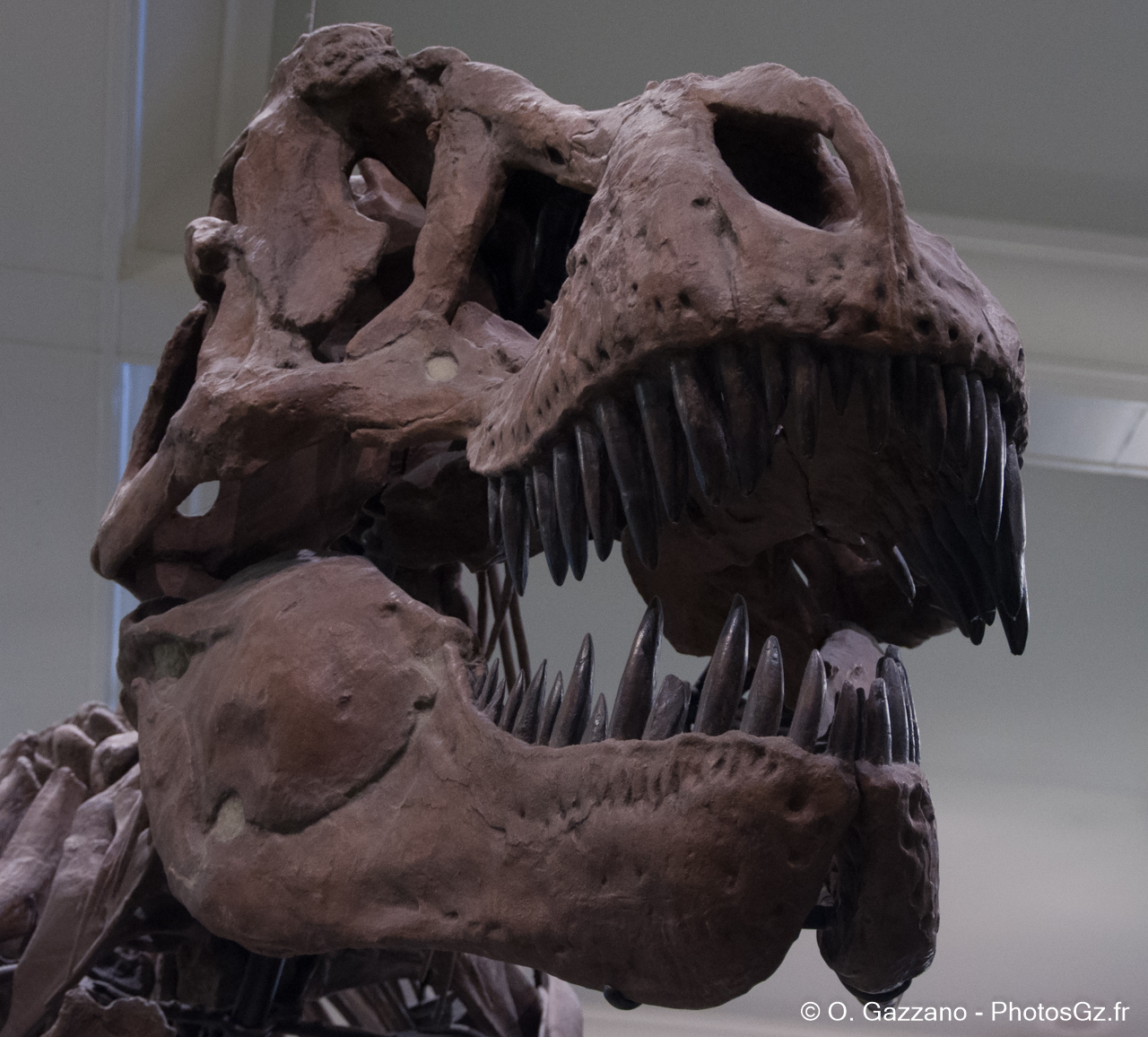 Tyrannosaure - Musée d