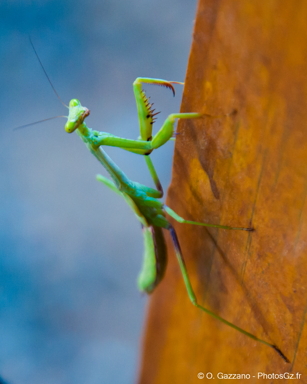 Mante religieuse americaine! - Gaithersburg MD