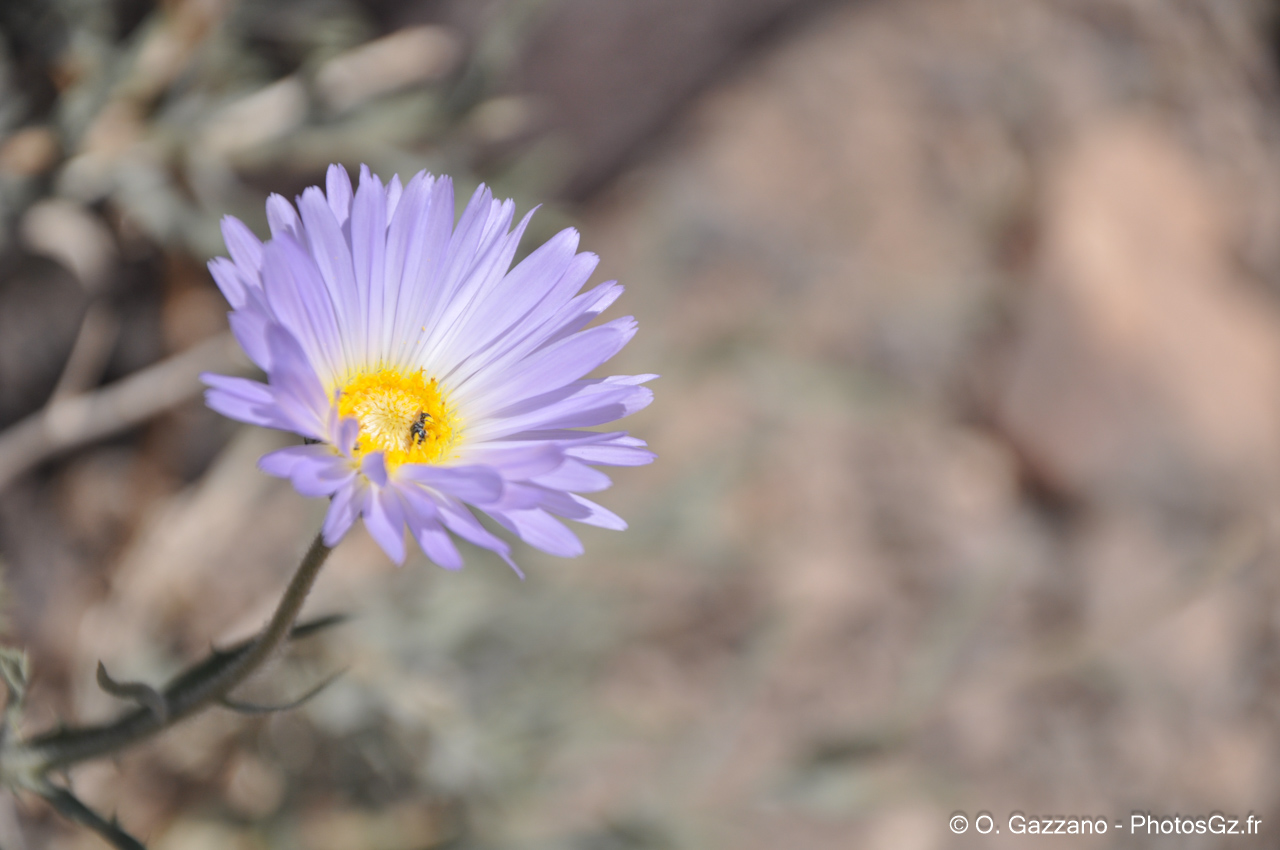 Fleur du Desert de la Mort / Californie - Dante