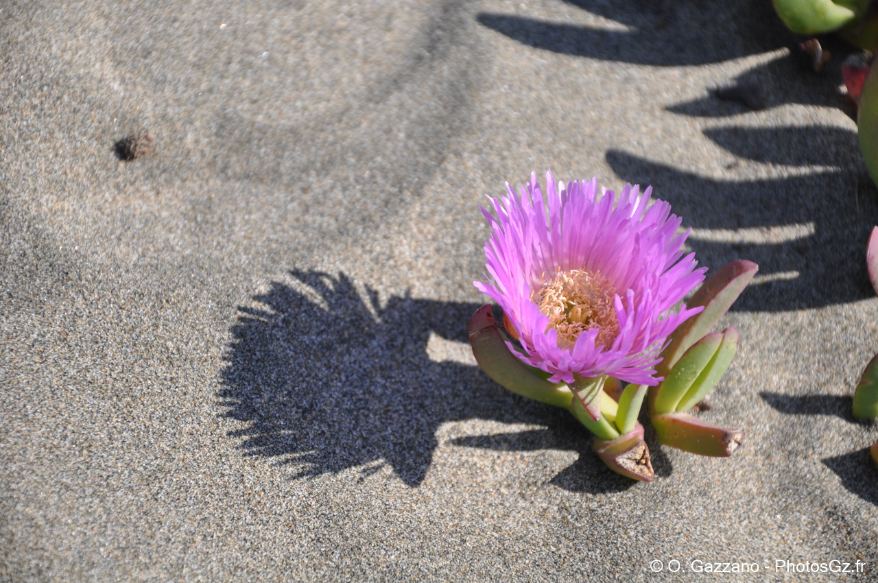 Fleur sur le sable à San Francisco