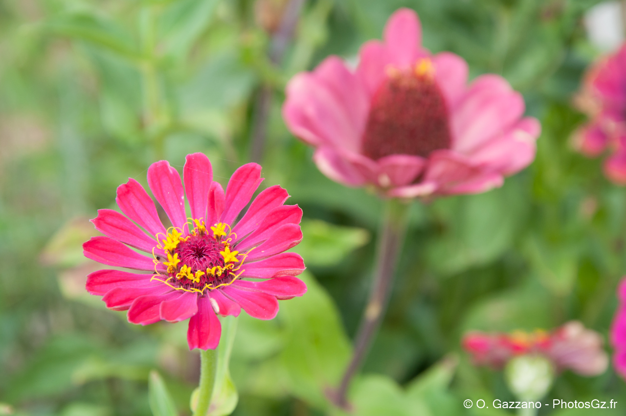 Fleurs de Fontainebleau