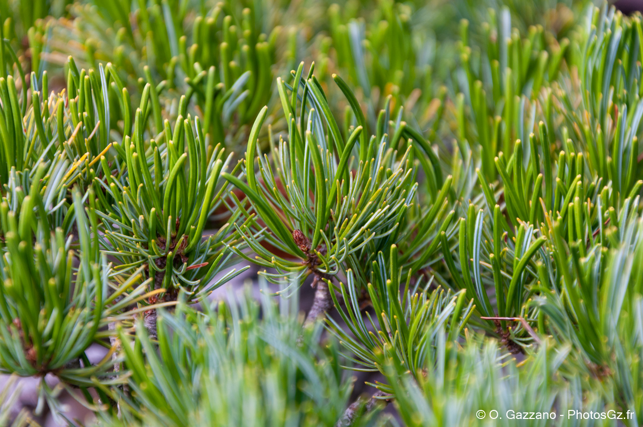 Bonsaï - Domaine départemental de la Vallée-aux-Loups