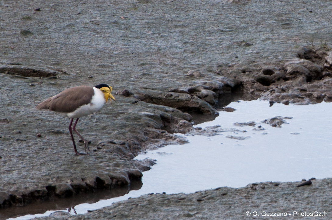 Vanneau soldat du nord de l